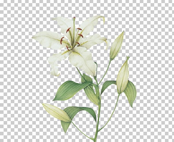 Cut Flowers Plant Stem Lilium Candidum Magnolia PNG, Clipart, Beyaz Cicek, Bird Of Paradise Flower, Cicek, Cicek Resimler, Cut Flowers Free PNG Download