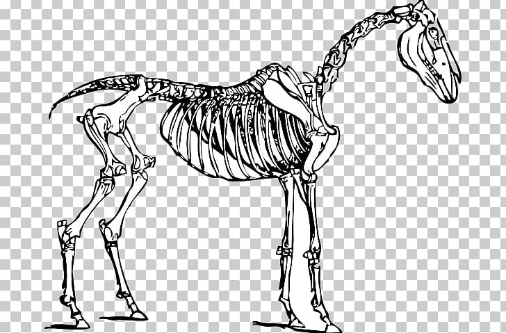 Horse Skeleton Skull PNG, Clipart, Anatomy, Black And White, Bone, Carnivoran, Drawing Free PNG Download