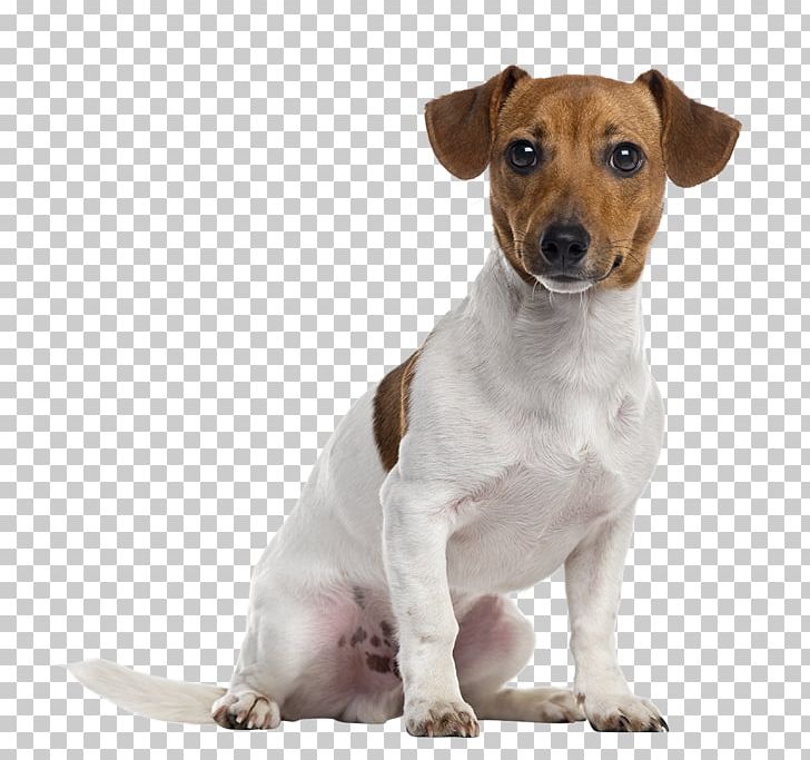 Jack Russell Terrier Parson Russell Terrier Staffordshire Bull Terrier American Staffordshire Terrier Puppy PNG, Clipart, Animals, Boerenfox, Brazilian Terrier, Breed, Carnivoran Free PNG Download