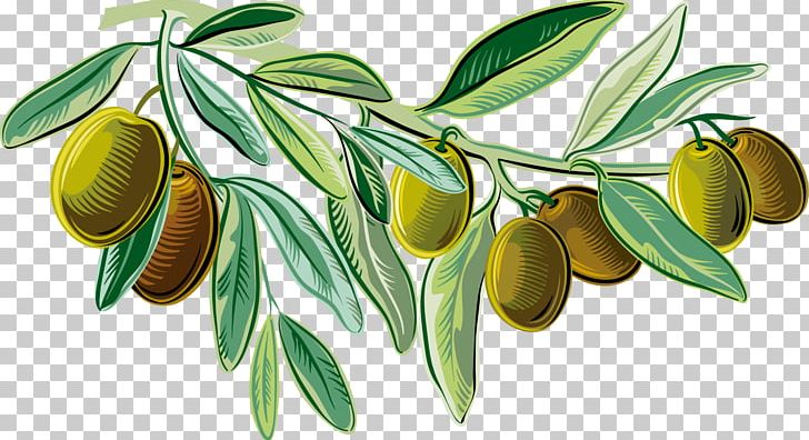 Mediterranean Cuisine Italian Cuisine Olive Oil Illustration PNG, Clipart, Background Green, Branch, Cartoon, Cruet, Cuisine Free PNG Download