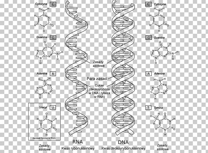 RNA DNA Nucleic Acid Structure Biology Nucleotide PNG, Clipart, Adenine, Angle, Area, Auto Part, Biology Free PNG Download