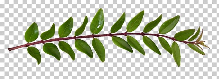 Twig Plant Stem Leaf PNG, Clipart, Branch, Leaf, List, Plant, Plant Stem Free PNG Download