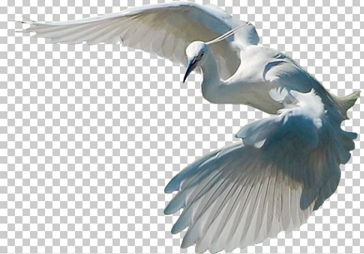Bird PNG, Clipart, Animals, Animation, Beak, Bird, Computer Software Free PNG Download