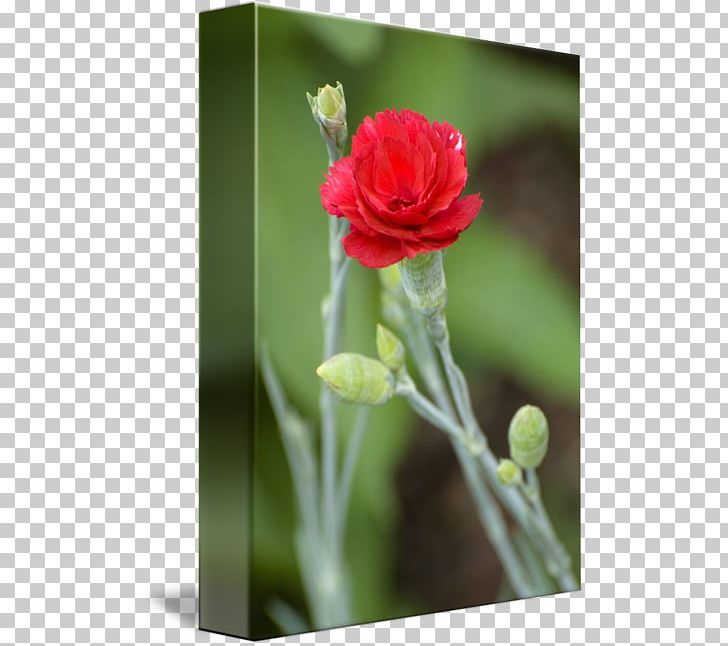 Cut Flowers Rose Family Bud Plant Stem PNG, Clipart, Bud, Closeup, Cut Flowers, Family, Flower Free PNG Download