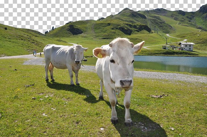 Grass On The Cattle PNG, Clipart, Cattle, Cattle Like Mammal, Cow Goat Family, Dairy Cattle, Dairy Cow Free PNG Download