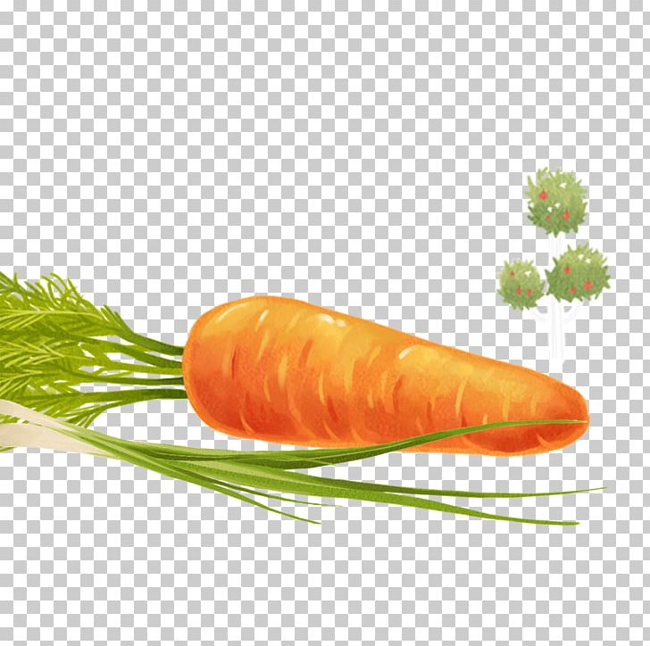 Baby Carrot Vegetable PNG, Clipart, Baby Carrot, Carrot, Cartoon, Daucus Carota, Decorative Elements Free PNG Download