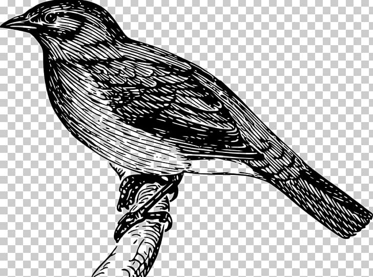 Bird Bulbul PNG, Clipart, Animals, Beak, Bird, Bird Of Prey, Black And White Free PNG Download