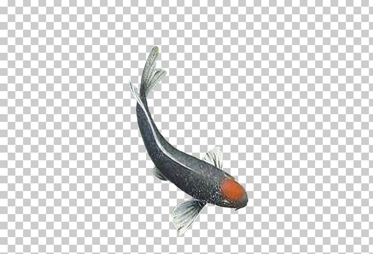 Common Carp Fish PNG, Clipart, Animals, Blackfish, Carp, Common Carp, Computer Graphics Free PNG Download