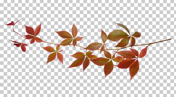 Drawing Sketch GIF PNG, Clipart, Branch, Croquis, Drawing, Flora, Flower Free PNG Download