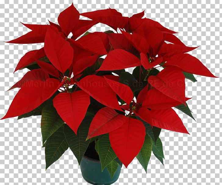 Poinsettia Christmas Eve Flower Bract PNG, Clipart, Annual Plant, Bract, Christmas, Christmas Decoration, Christmas Eve Free PNG Download