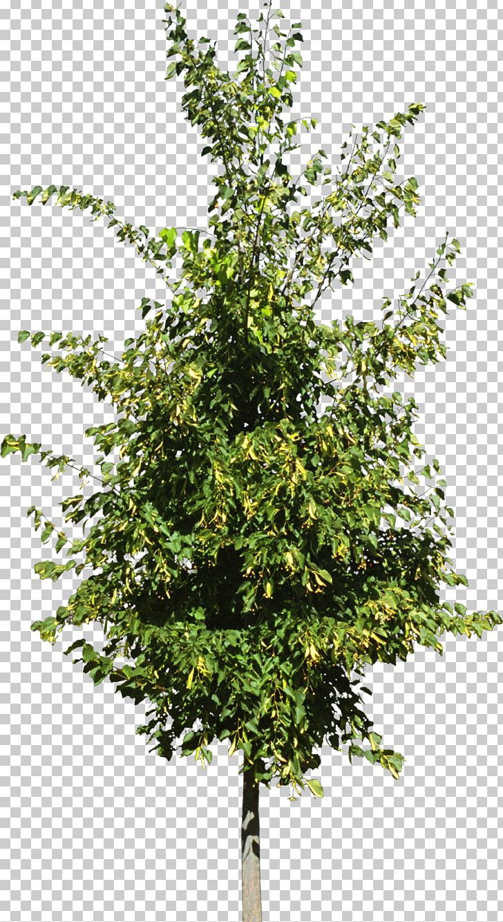 Tree Pine Conifers Fir PNG, Clipart, Branch, Bushes, Conifer Cone, Conifers, Evergreen Free PNG Download