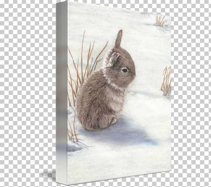 Domestic Rabbit Hare Gallery Wrap Whiskers PNG, Clipart, Art, Canvas, Domestic Rabbit, Fauna, Fur Free PNG Download