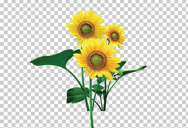 Common Sunflower PNG, Clipart, Adobe Illustrator, Creativity, Cut Flowers, Daisy Family, Flower Free PNG Download