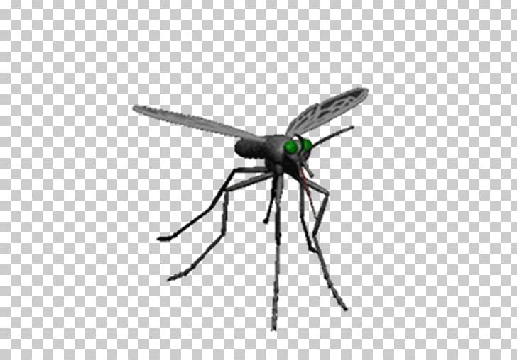 Mosquito Control Insect Pest Control PNG, Clipart, Arthropod, Dengue, Fly, Gfycat, Insect Free PNG Download