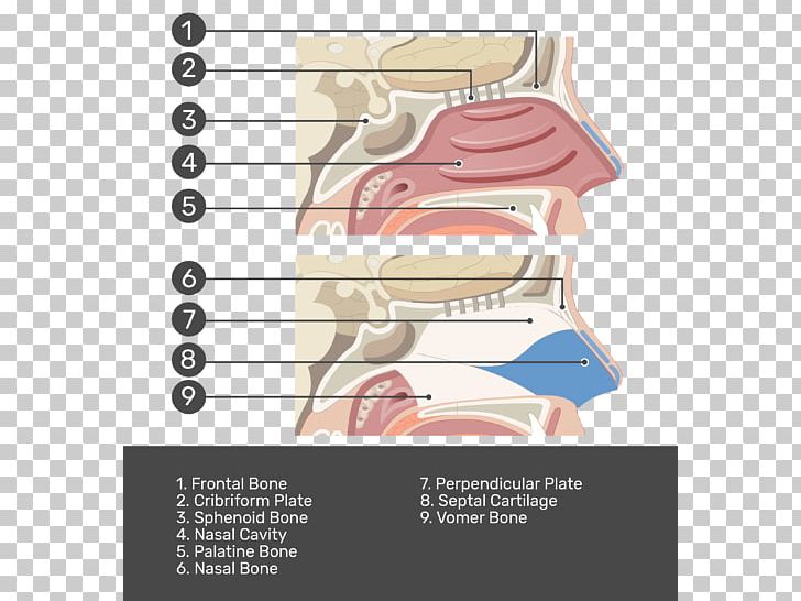 Paper Nasal Cavity Nose Test Cartilage PNG, Clipart, Angle, Bone, Cartilage, Diagnostic Test, Diagram Free PNG Download