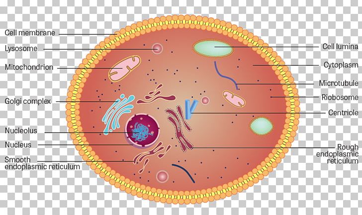Plant Cell Cytoplasm Anatomy Structure PNG, Clipart, Anatomy, Angle, Bacterial Cell Structure, Cell, Cell Physiology Free PNG Download