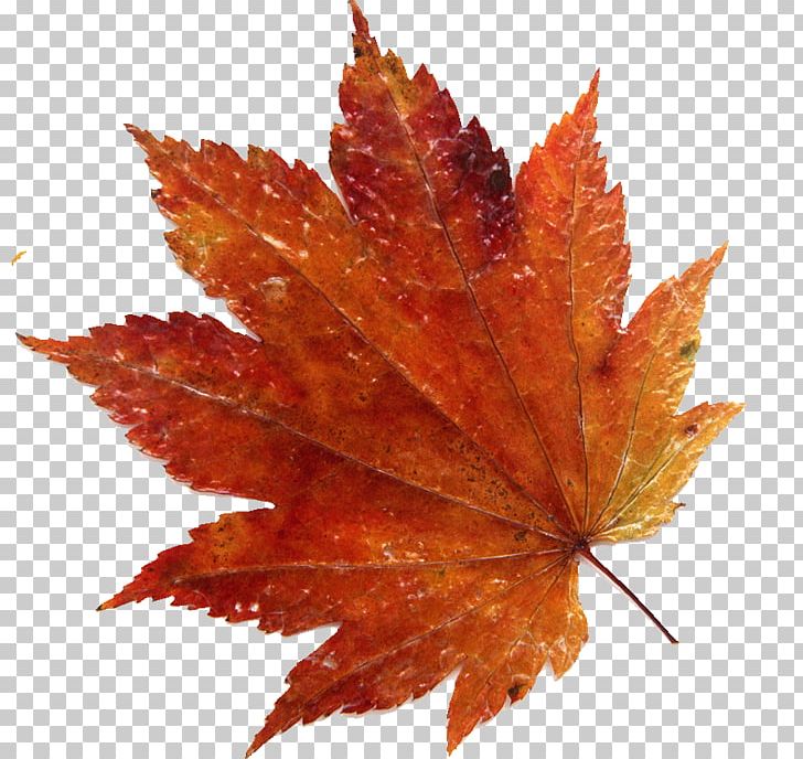 Stock Photography Getty S Stock.xchng Acer Japonicum PNG, Clipart, Acer Japonicum, Acer Shirasawanum, Autumn, Autumn Leaf Color, Download Free PNG Download