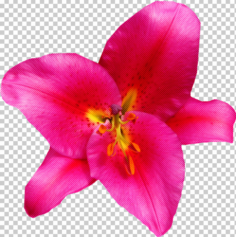 Flower Petal Pink Plant Magenta PNG, Clipart, Flower, Lily, Magenta, Moth Orchid, Petal Free PNG Download