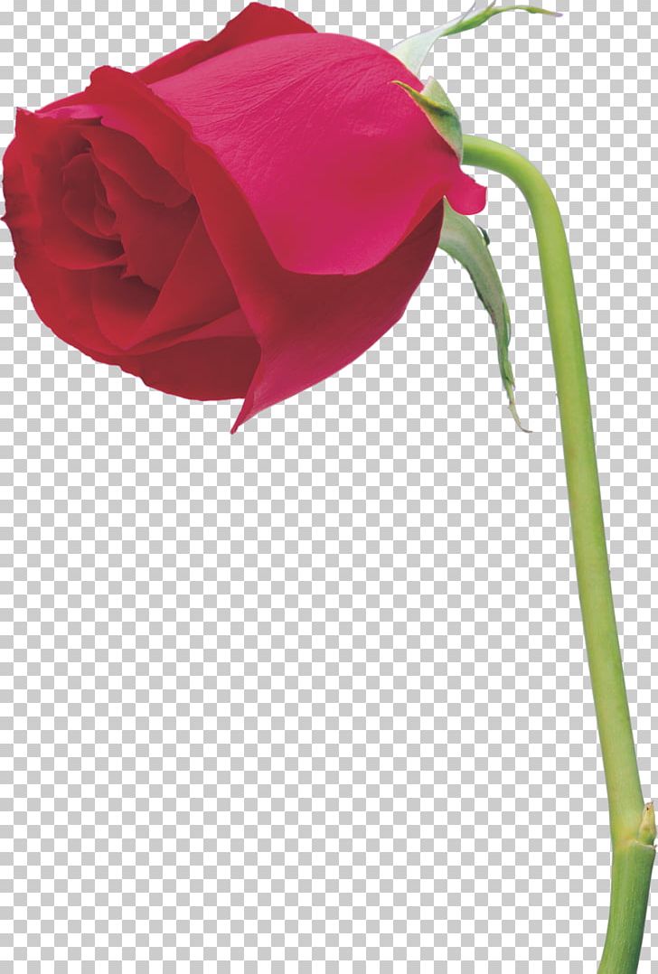 Beach Rose Cut Flowers Garden Roses Petal PNG, Clipart, Beach Rose, Color, Cut Flowers, Flower, Flowering Plant Free PNG Download