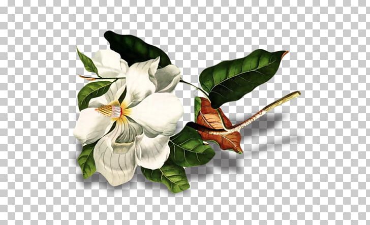Cut Flowers Art Flowering Plant Magnolia PNG, Clipart, Aime, Art, Cut Flowers, Fleur, Flower Free PNG Download