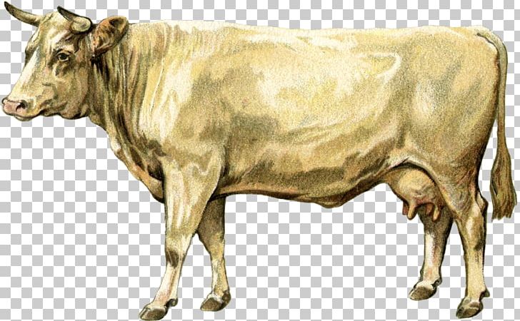 Dairy Cattle Ox Bull PNG, Clipart, Animal, Bull, Cattle, Cattle Like Mammal, Cow Goat Family Free PNG Download