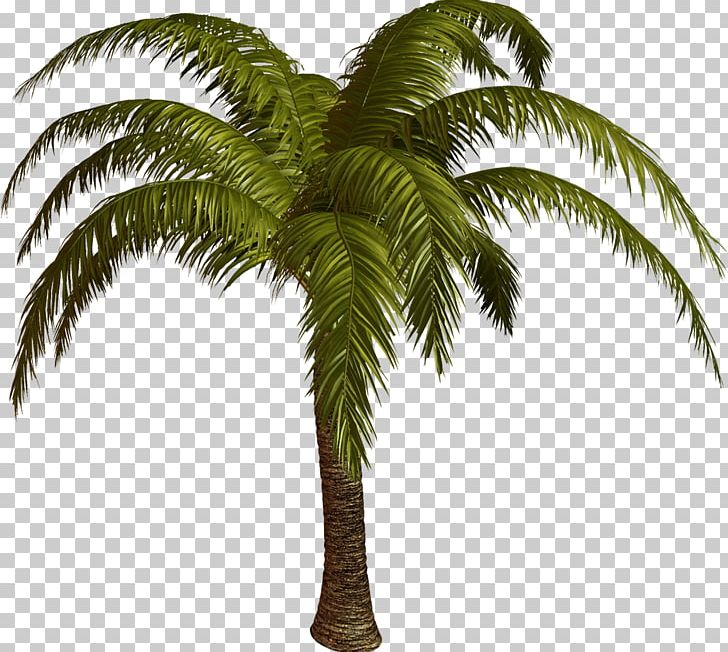 Palmier Arecaceae Tree PNG, Clipart, Animation, Arecaceae, Arecales, Attalea Speciosa, Blog Free PNG Download