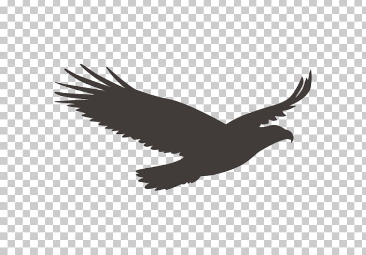 Bald Eagle Vulture Bird Beak PNG, Clipart, Accipitriformes, Animals, Bald Eagle, Beak, Bird Free PNG Download