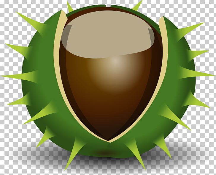 Chestnut PNG, Clipart, Chestnut, Chestnut Cliparts, Computer Wallpaper, Cup, Drawing Free PNG Download