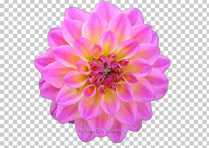 Dahlia Chrysanthemum Cut Flowers Petal Magenta PNG, Clipart, Annual Plant, Chrysanthemum, Chrysanths, Cut Flowers, Dahlia Free PNG Download