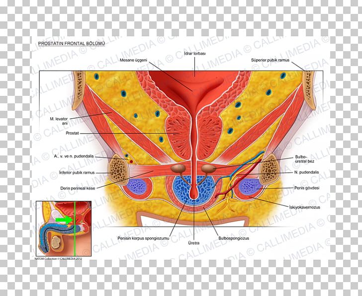 Genitourinary System Human Anatomy Pelvis Urinary Bladder PNG, Clipart, Anatomy, Coronal Plane, Excretory System, Frontal Bone, Genitourinary System Free PNG Download