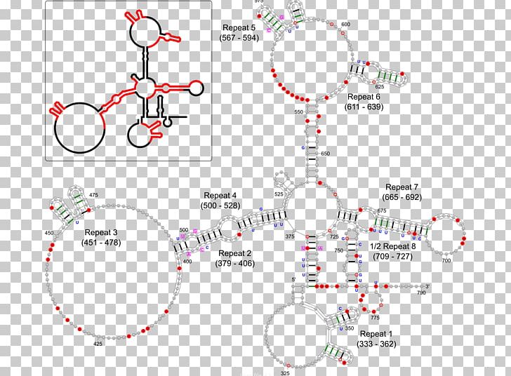 XIST X-inactivation Dosage Compensation Antisense RNA PNG, Clipart, Angle, Antisense Rna, Area, Circle, Diagram Free PNG Download