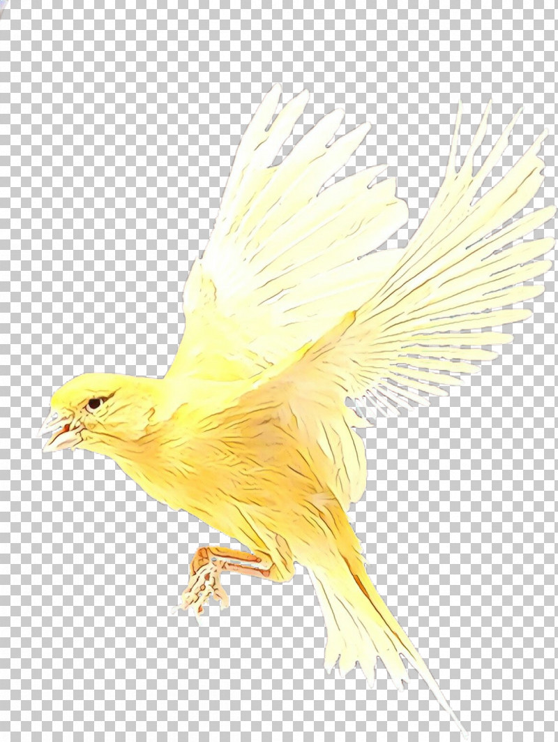 Feather PNG, Clipart, Atlantic Canary, Beak, Bird, Canary, Feather Free PNG Download