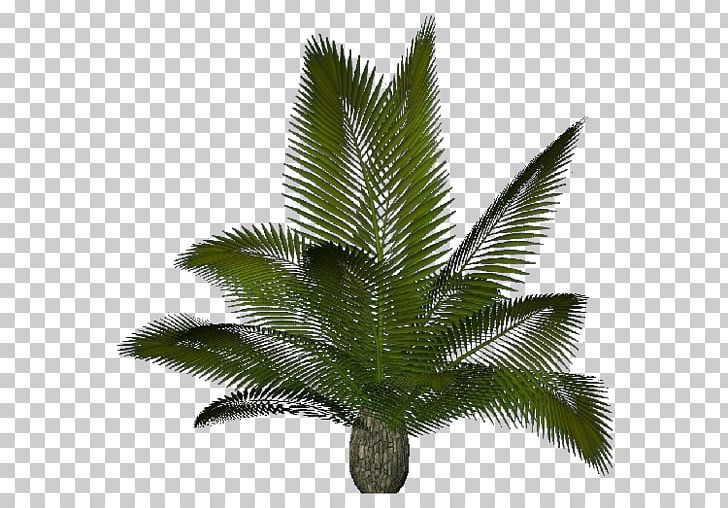 Arecaceae Sago Palm Plant Cycas Rumphii .dwg PNG, Clipart, Arecaceae, Arecales, Autocad, Cycad, Cycas Free PNG Download