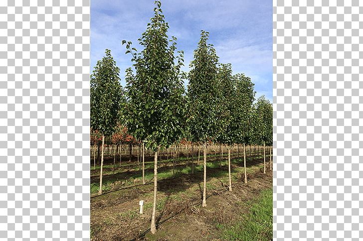 Callery Pear Tree Oak Evergreen Birch PNG, Clipart, Agriculture, Arborvitae, Biome, Birch, Bob Vila Free PNG Download