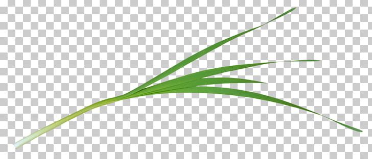 Leaf Green Grasses Plant Stem PNG, Clipart, Family, Grass, Grasses, Grass Family, Green Free PNG Download