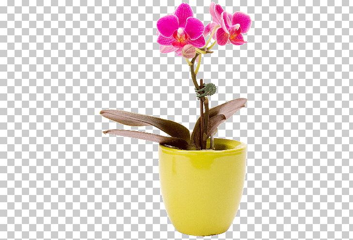 Moth Orchids Cut Flowers Plant PNG, Clipart, Cars, Clay, Color, Cut Flowers, Floristry Free PNG Download