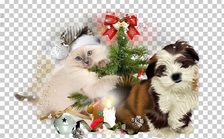 Puppy Shih Tzu Kitten Cat Jack Russell Terrier PNG, Clipart, Animal, Animals, Carnivoran, Cat, Cat Like Mammal Free PNG Download