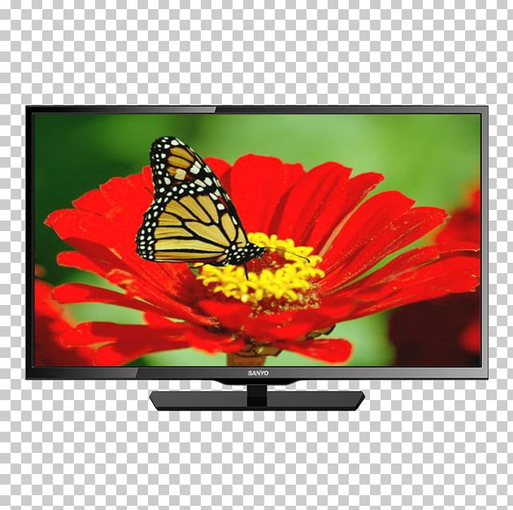 Television Set LED-backlit LCD Liquid-crystal Display High-definition Television Electronics PNG, Clipart, 1080p, Advertising, Brush Footed Butterfly, Butterfly, Computer Monitor Free PNG Download