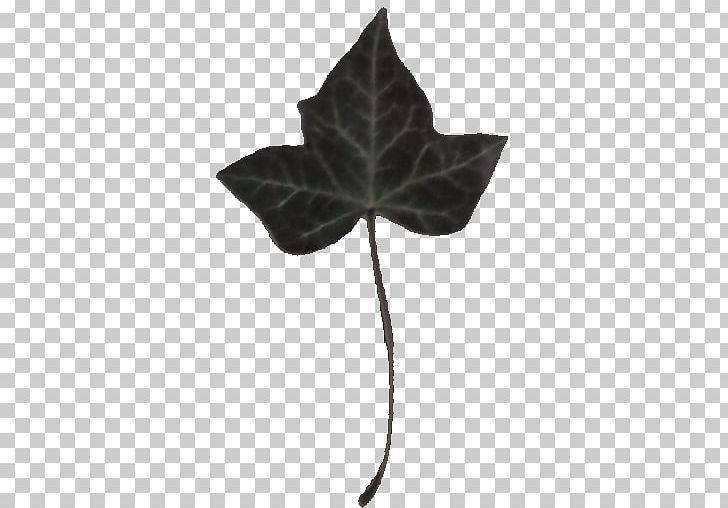 Common Ivy Leaf Vine Virginia Creeper Plant PNG, Clipart, Color, Com, Common Ivy, Ivy, Ivy League Free PNG Download