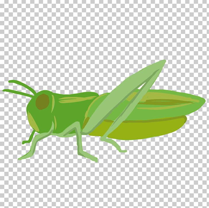 Insect Locust Caelifera PNG, Clipart, Animals, Batta Tibor, Caelifera, Cricket Like Insect, Fauna Free PNG Download