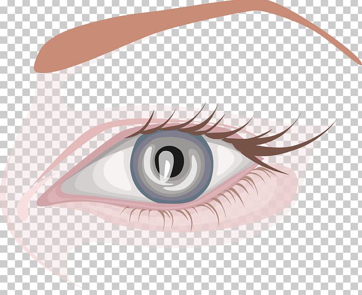 Eyebrow Eyelash Extensions Human Eye PNG, Clipart, Blu, Cartoon, Cartoon Eyes, Color, Eye Free PNG Download