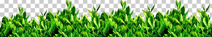 Green Tea Tea Garden PNG, Clipart, Background Green, Client, Commodity, Decoration, Food Drinks Free PNG Download