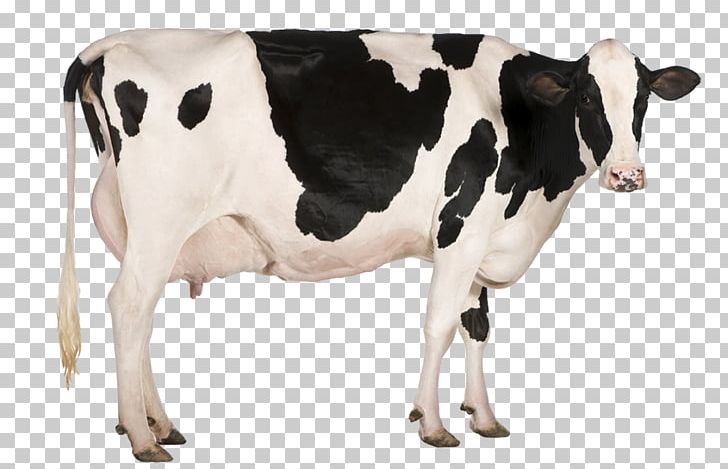Holstein Friesian Cattle Milk Dairy Cattle Dairy Farming PNG, Clipart, A2 Milk, Agriculture, Animal, Calf, Cattle Free PNG Download