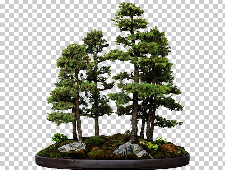 Indoor Bonsai Tree Bonsai Styles White Spruce PNG, Clipart, Bonsai, Bonsai Styles, Bonsai Tree, Branch, Chinese Elm Free PNG Download