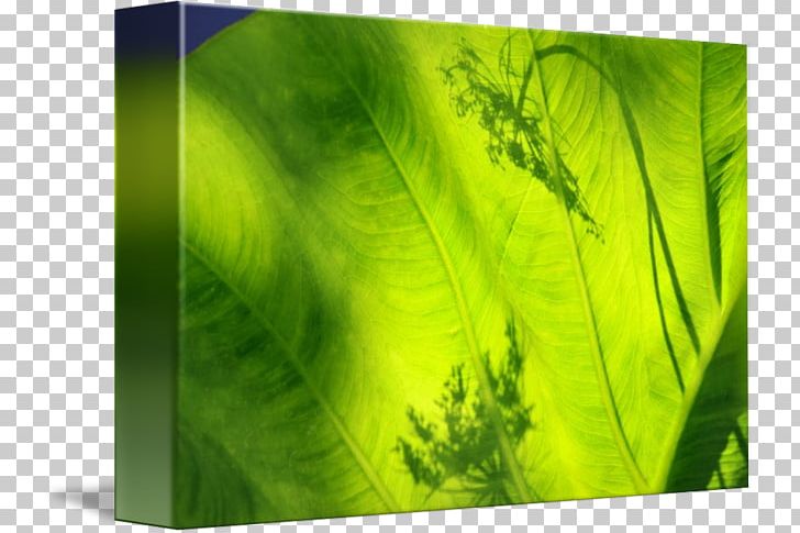 Green Leaf PNG, Clipart, Elephant Ear Plant, Grass, Green, Leaf Free PNG Download