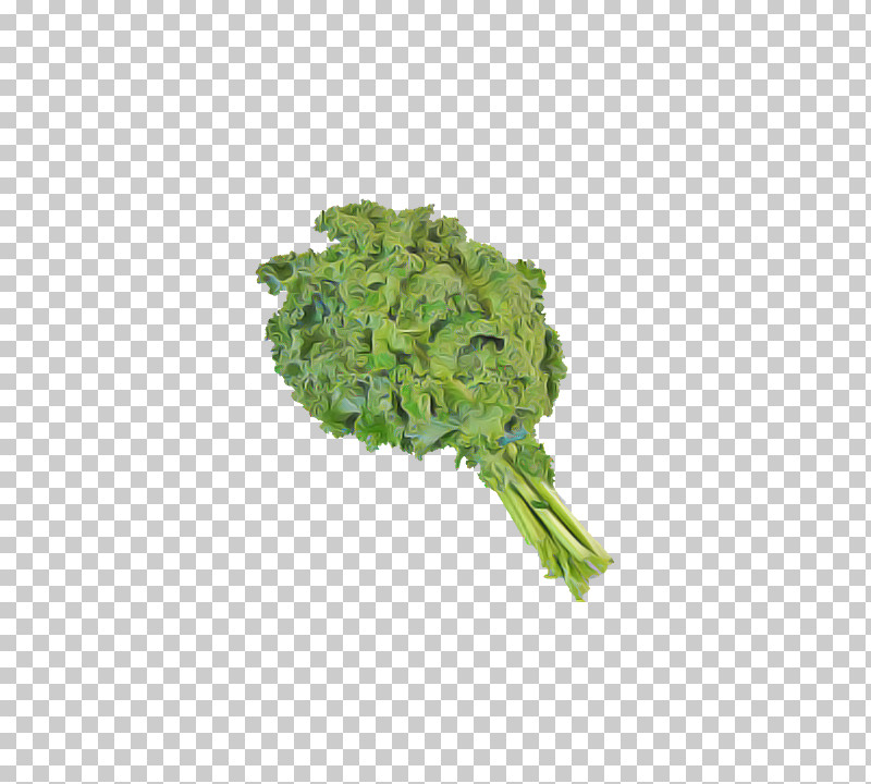 Leaf Vegetable Vegetable Plant Food Leaf PNG, Clipart, Flower, Food, Herb, Leaf, Leaf Vegetable Free PNG Download