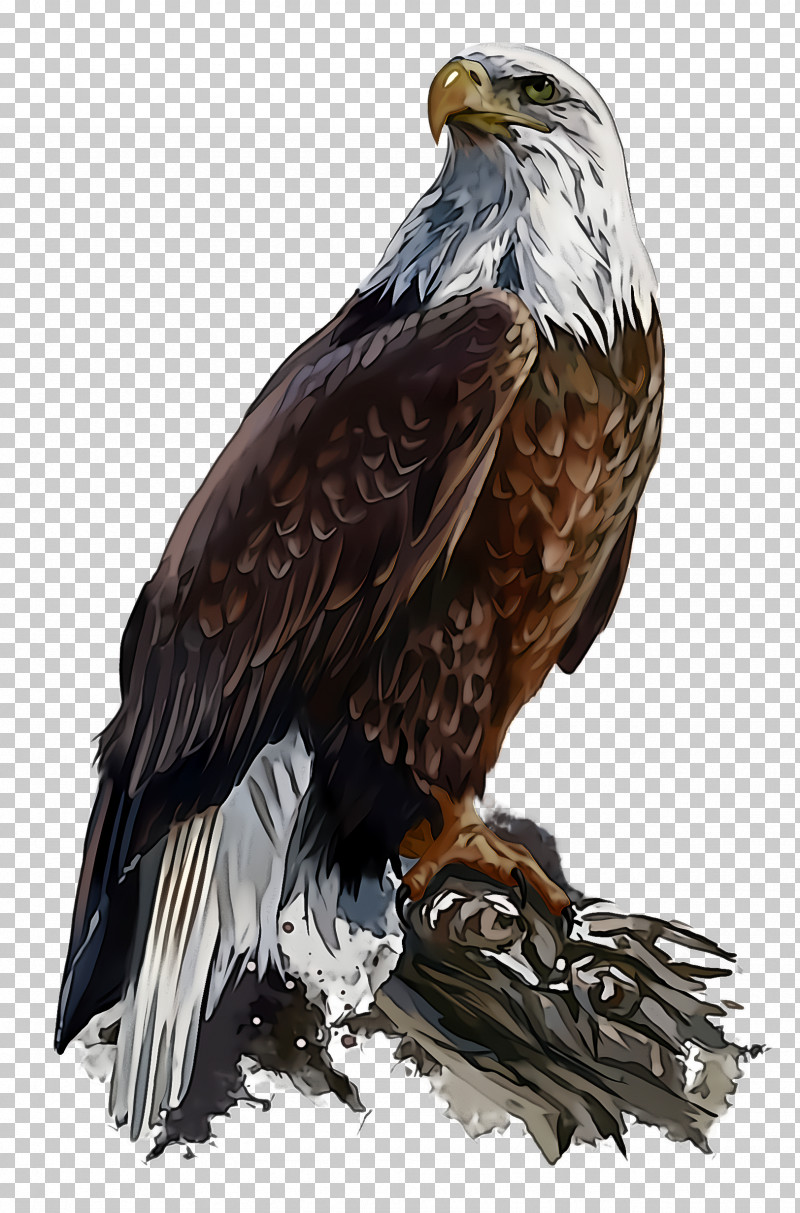 Bird Bird Of Prey Golden Eagle Eagle Accipitridae PNG, Clipart, Accipitridae, Bald Eagle, Beak, Bird, Bird Of Prey Free PNG Download