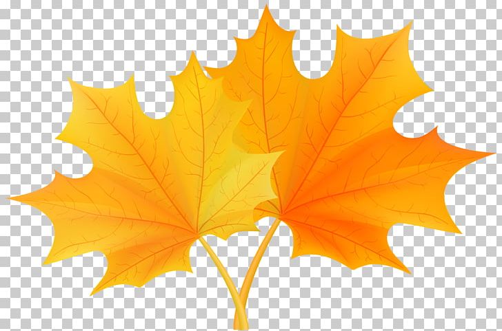 Autumn Leaf Color PNG, Clipart, Autumn, Autumn Leaf Color, Birthday, Clipart, Clip Art Free PNG Download