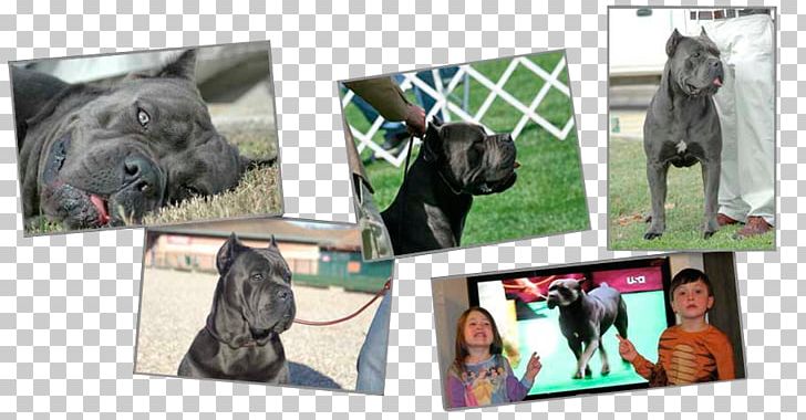 Dog Breed Collage PNG, Clipart, Breed, Cane Corso, Collage, Dog, Dog Breed Free PNG Download