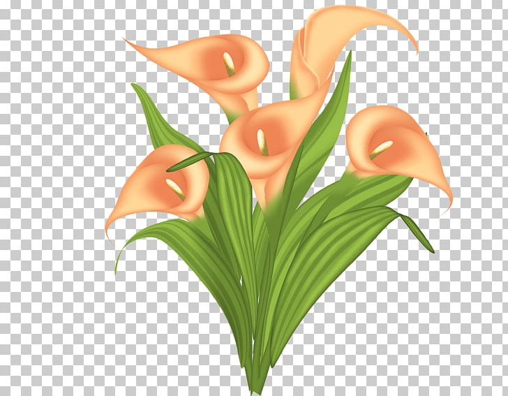 Flower Arum-lily PNG, Clipart, Amaryllis Belladonna, Arumlily, Bank Of America, Bog Arum, Cicek Resimler Free PNG Download